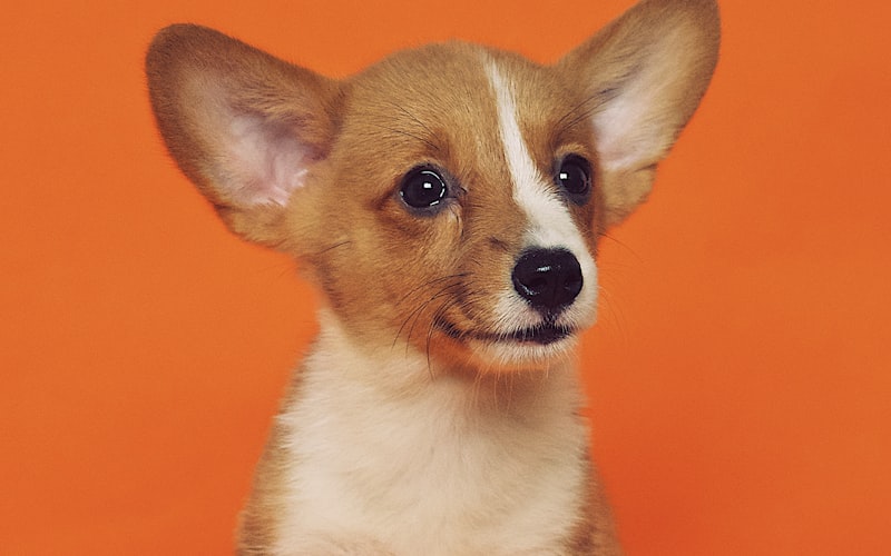 Frauen Sexy Maske Halbe Augen Cosplay Gesicht Katze Leder Ma