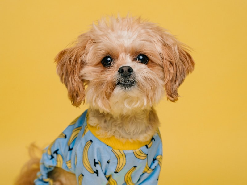 1Pc Hamster Badezimmer Hamster Badewanne Hamster Sandbox Pet