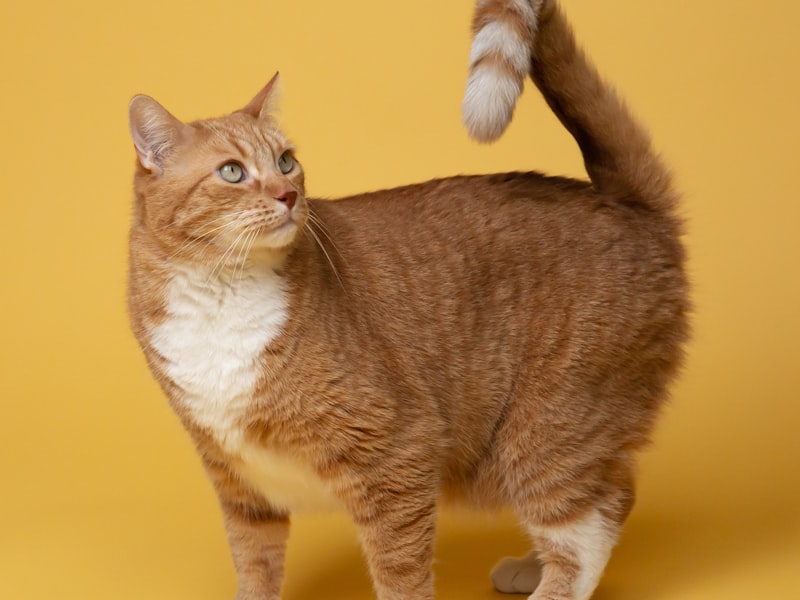 Kaffeepadhalter Nespresso Capsule Aufbewahrung Kaffeefilter