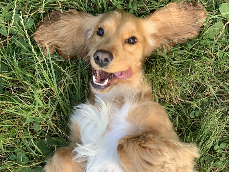 Nagel Cat Eye Gel 2019 Neue Nagellack Kleber Set Nail Shop Dedicated — Airyclub