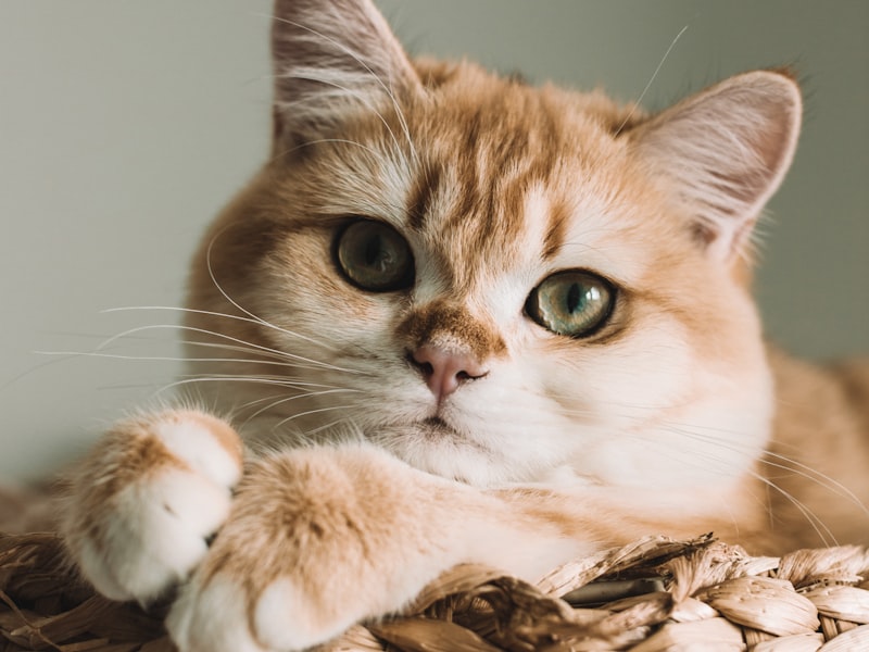 Mosky Black Rat Distortion Mini Guitar Effect Pedal — Airyclub