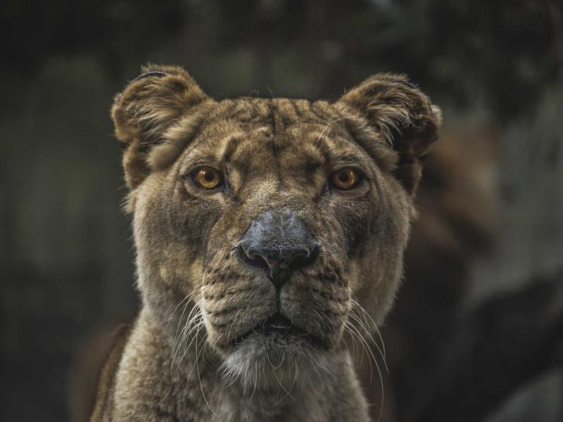 Schurze Mit Taschen Verdicken Baumwoll Polyester Mischung Ko